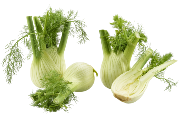 Fenchel