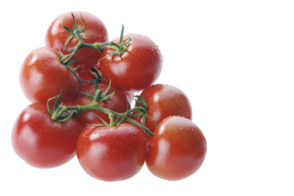 Strauchtomaten